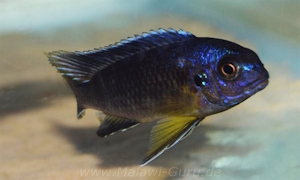 Tropheops sp. 'black dorsal'